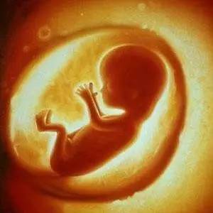 胚胎移植受形成型图片